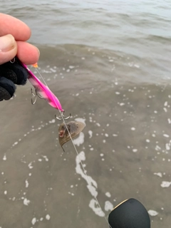 シタビラメの釣果