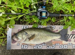 ラージマウスバスの釣果