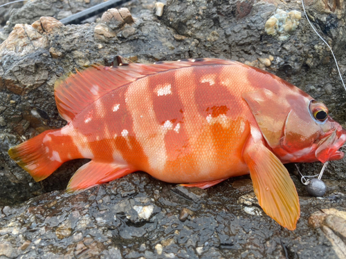 アカハタの釣果