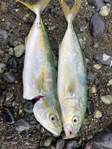 ワカシの釣果