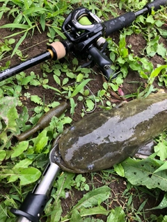 ナマズの釣果