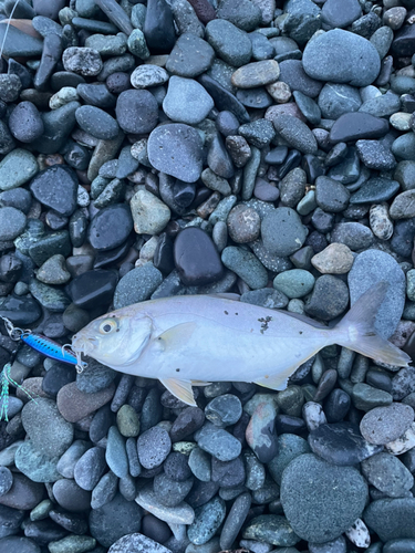 ショゴの釣果