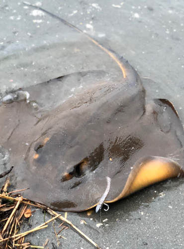 アカエイの釣果