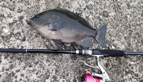 クチブトグレの釣果