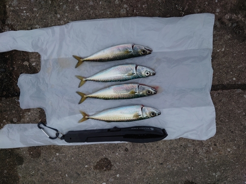 サバの釣果