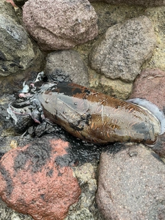 モンゴウイカの釣果