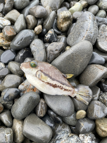 フグの釣果