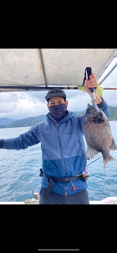 イシガキダイの釣果