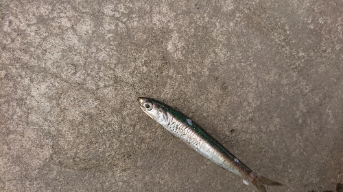 カタクチイワシの釣果