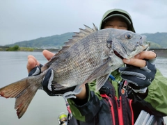 チヌの釣果