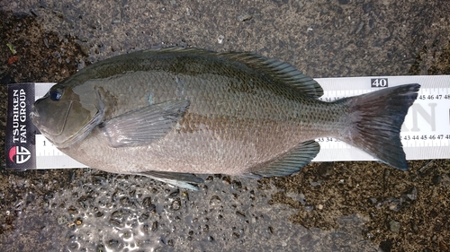 クチブトグレの釣果