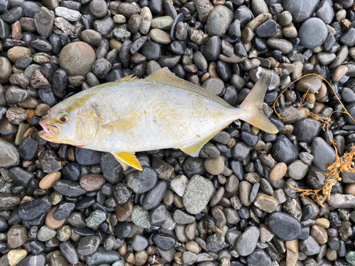 ショゴの釣果