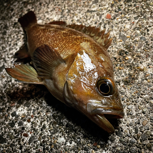 エゾメバルの釣果