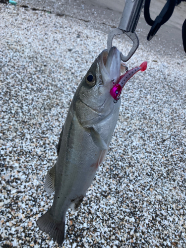 フッコ（タイリクスズキ）の釣果