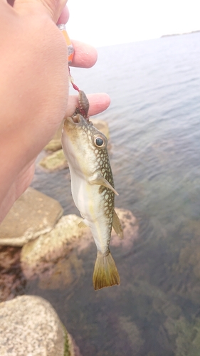 コモンフグの釣果