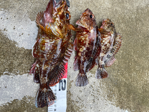 カサゴの釣果