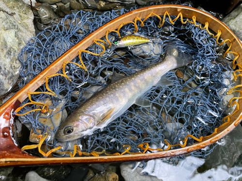 ニッコウイワナの釣果