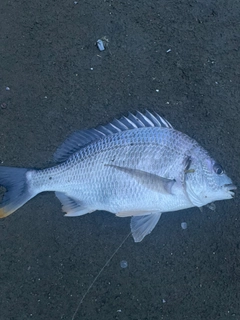 キビレの釣果