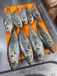 マアジの釣果