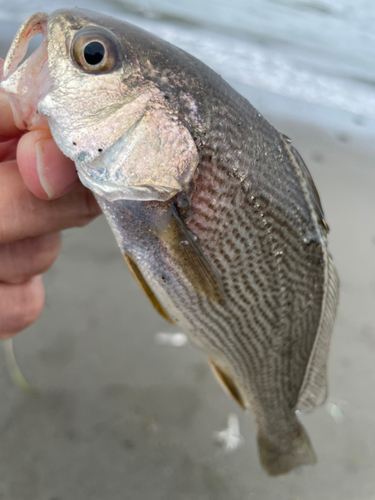 ニベの釣果