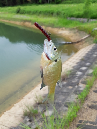 釣果