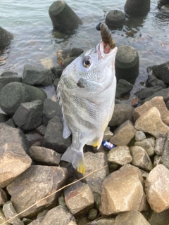 キビレの釣果