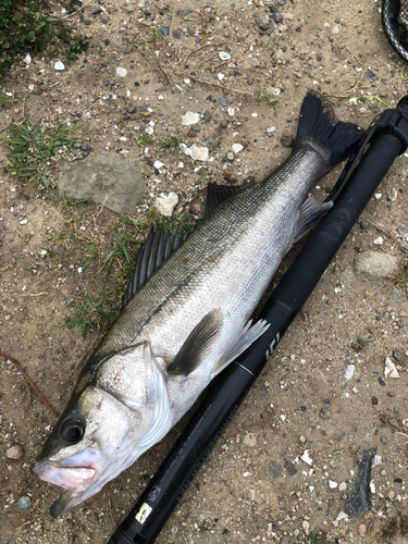 フッコ（マルスズキ）の釣果