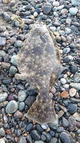 ヒラメの釣果