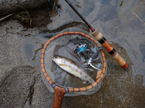 アマゴの釣果