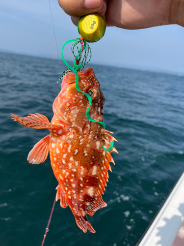 カサゴの釣果