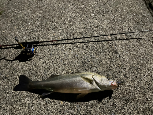 スズキの釣果