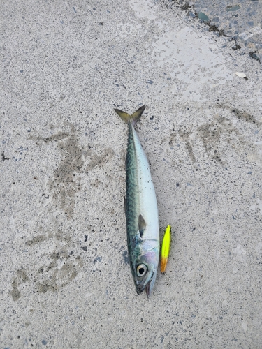 サバの釣果