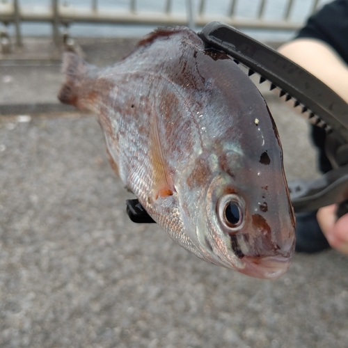 ウミタナゴの釣果