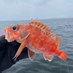 ユメカサゴの釣果