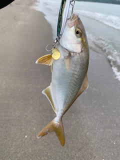 ショゴの釣果