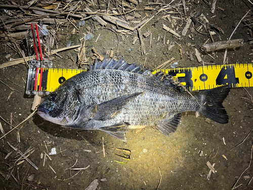 クロダイの釣果