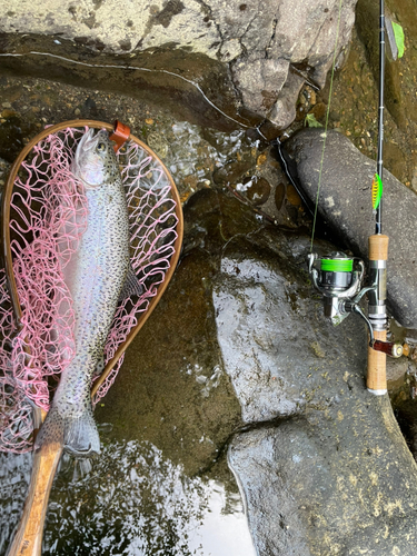 ニジマスの釣果