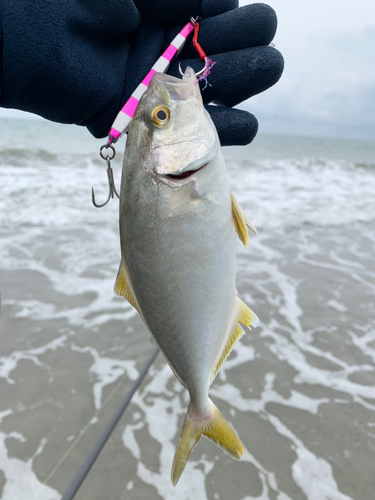 ショゴの釣果