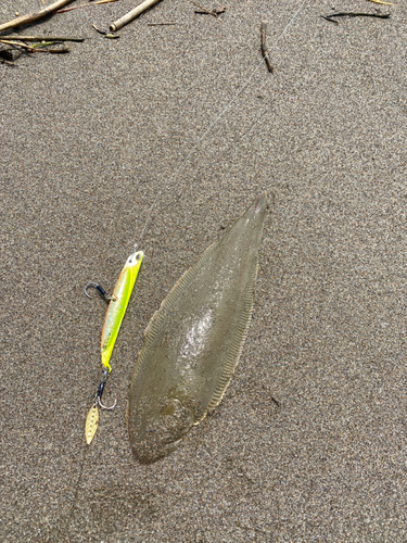 シタビラメの釣果