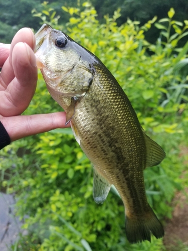 ラージマウスバスの釣果