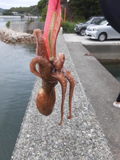マダコの釣果