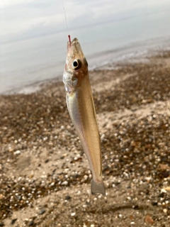 キスの釣果