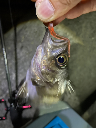 メバルの釣果