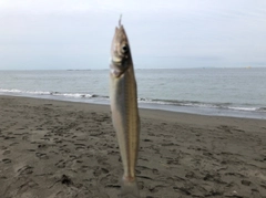 シロギスの釣果