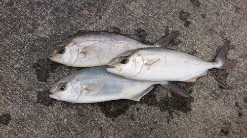 ショゴの釣果