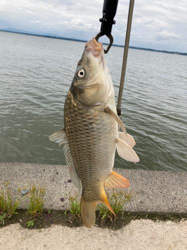 コイの釣果