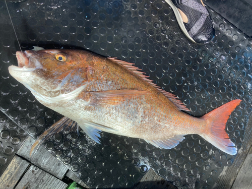 マダイの釣果