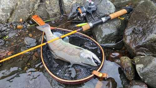 アマゴの釣果