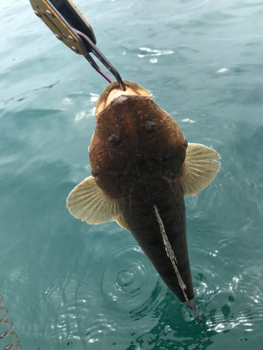 マゴチの釣果