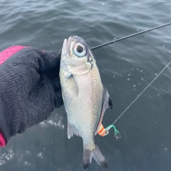 ギンメダイの釣果